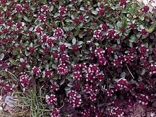 Thymus pulegioides   5,000 seeds