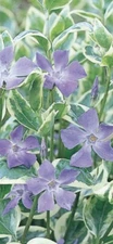 25 Variegated Vinca Periwinkle Groundcover Starter Vines Rooted