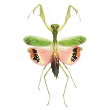 Caliris elegans pink umbrella praying mantis Malaysia