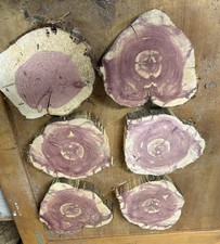 6 Live Edge Red Cedar Rounds, Cookies, Wood Working, Craft Wood, 8"-12"x1 1/2"