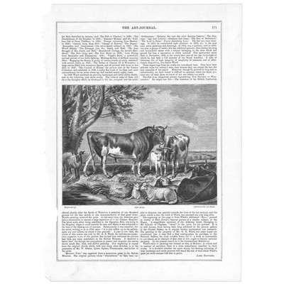 Das Stiervieh - antiker Druck 1864