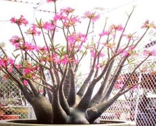 Adenium Arabicum Mixed Varieties/Named Species~ Fresh and Viable Seeds ~ Bonsai.