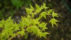 Acer palmatum 'Mitsuba yatsubusa' Dwarf Japanese Maple 1 gallon XL — photo 3