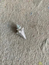 Decorative Object Seashell Silver Tone