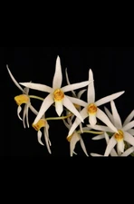 Orchid Species Epigeneium acuminatum