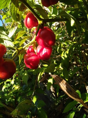 Semi Di Pepe Giapponese - Sanshō (Zanthoxylum Piperitum) | 2,75 - Foto 7