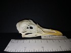 Genuine British small gull skull bird skeleton bone gull craft grade