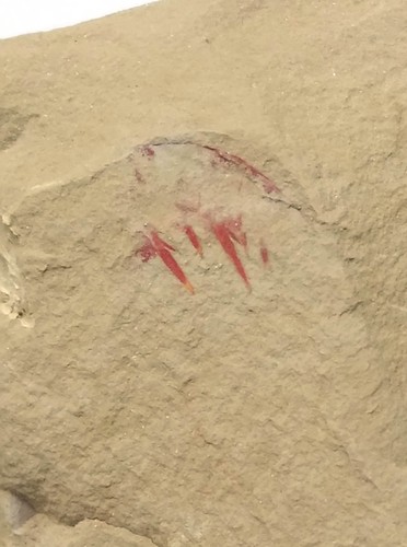 Cambrian fossil Anomalocaris ,collection,teaching, No.e27