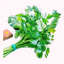 2000 plain Parsley Seeds |  fresh seeds| Free shipping
