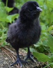 12 Organic Barnyard Mix Hatching Eggs - Rare Breed - Ayam Cemani