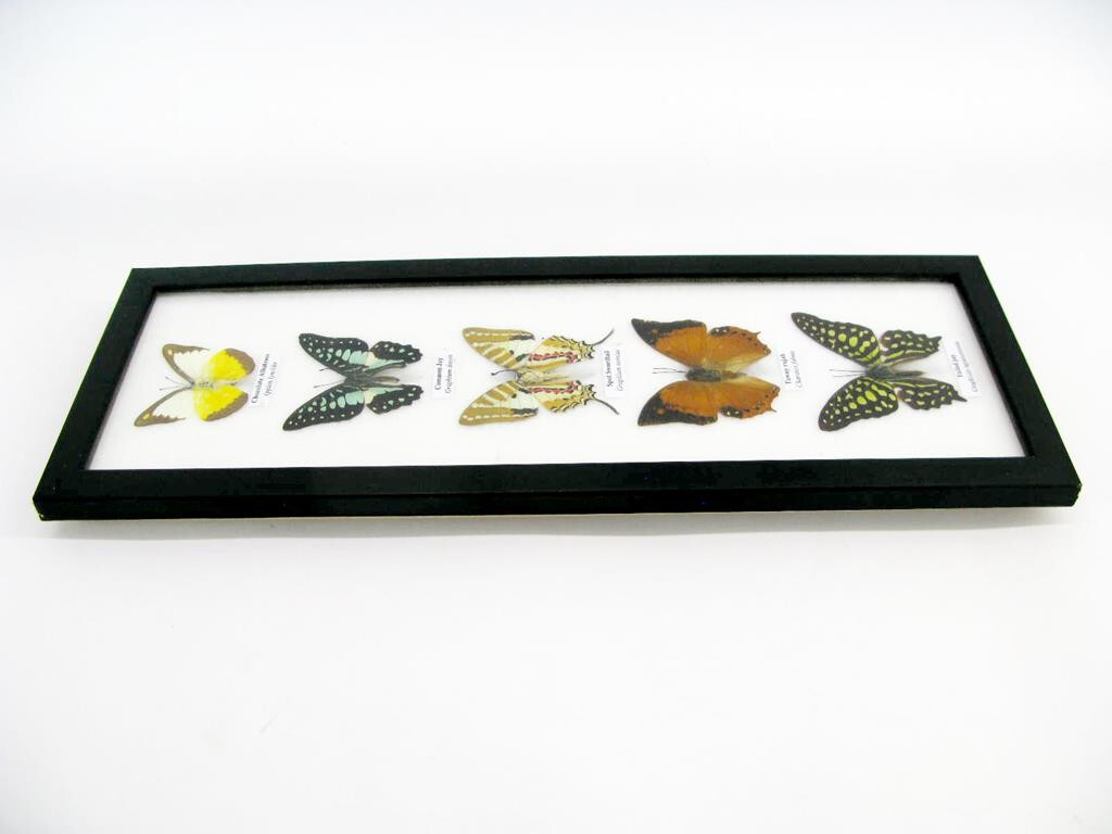 Cadre De 5 Papillons Exotiques Naturalisés - Taxidermie Murale Unique (Allemagne)
