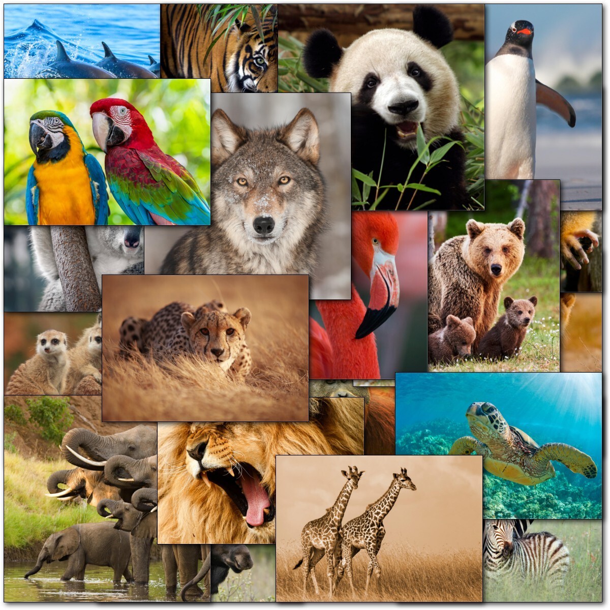Doodlecards Pack of 20 World Wildlife Animal Blank Cards Animals Birthday