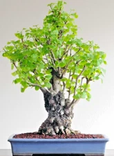 BONSAI-GINKGO BILOBA rare yellow flowering tree china exotic plant seed 12 seeds