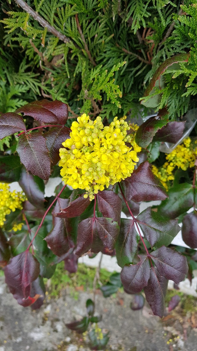 Mahonia faux-houx aquifolium plante persistante ombre conteneur