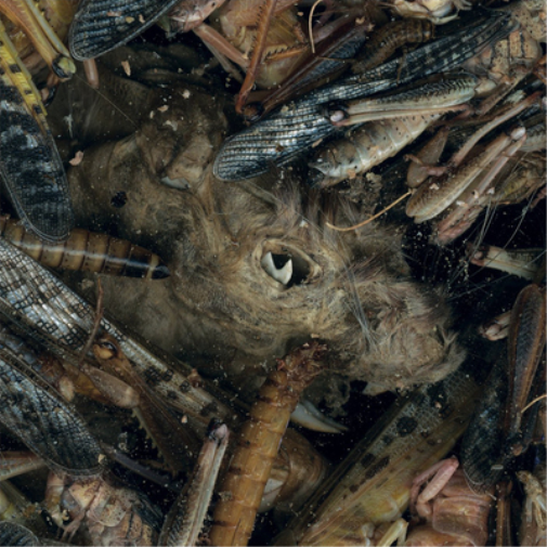 Hessian Manegarmr (CD) Album