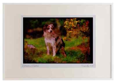 415030 Border Collie Aquarell Bilderrahmen