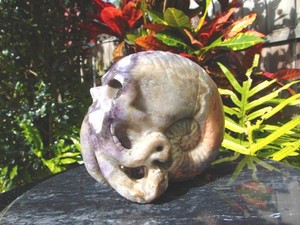 Large Amethyst Nautilus Skull Sculpt by Skullis