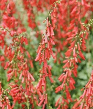 300 EATON'S PENSTEMON SEEDS (Penstemon eatonii)Hummingbird Perennial USA Seller