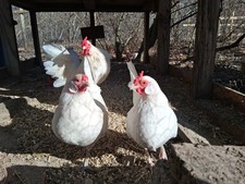 6+ White Rosecomb Hatching Eggs