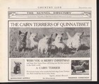 1919 Cairn Terrier Quinnatisset Kennel Dog Breeder Thompson Burnett Ad 14728