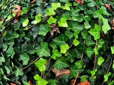 Live ENGLISH IVY Plant  HEDERA Helix - Bare Roots/Pint Pot - Groundcover