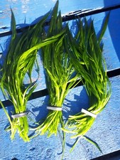 3 x bunches pond weed water crowsfoot ranunculus aquatilis oxygenating plants