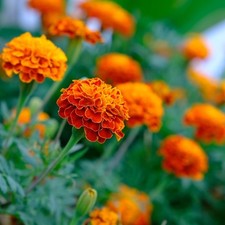 500 Samen rote Tagetes patula Bonita niedrig wachsende Studentenblume