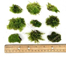9 count Live Moss Clump Pieces - Living Moss for Terrarium, Vivarium, Palidarium