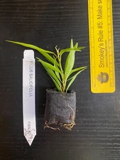 Willow Leaf Fig (Ficus salicifolia) - TC Plant/Plug - 1-3 inches - Bonsai!!!