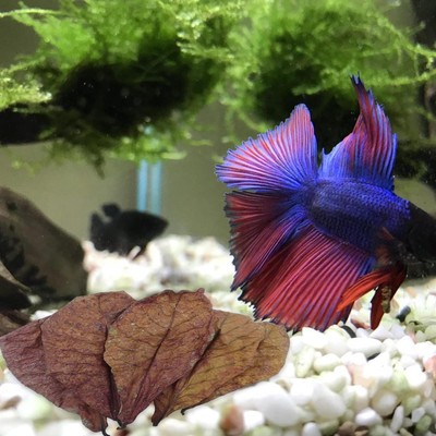 Betta Shrimp Leaves Almond Leaves for Betta Fish PH Balance Water Aquarium Care