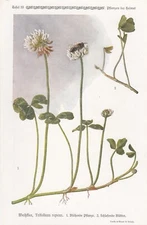 Chromo Lithograph 1913: White Clover. Trifolium repens