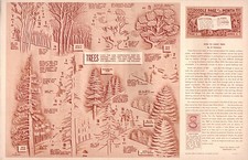 Leather Craft Doodle Pattern  HOW TO CARVE TR...