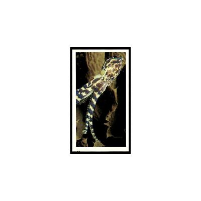 Southern Blue Ringed Octopus 1985 Grandee Cigars The Living Ocean #10 EX