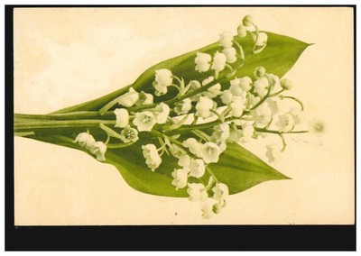Flower postcard March cup, Wolfenbüttel 20.5.1904 after Calbe 21.5.04