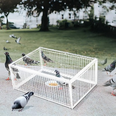 Taubenfalle Vogelfalle Elsternfalle Tauben Taubenfalle Elsterfalle Vogelfalle DE