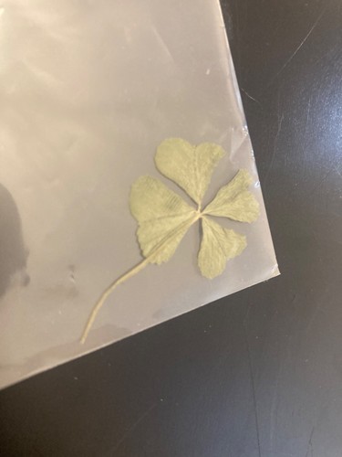 100% Genuine Australian 4 Leaf clover dried and proctected highly valuable