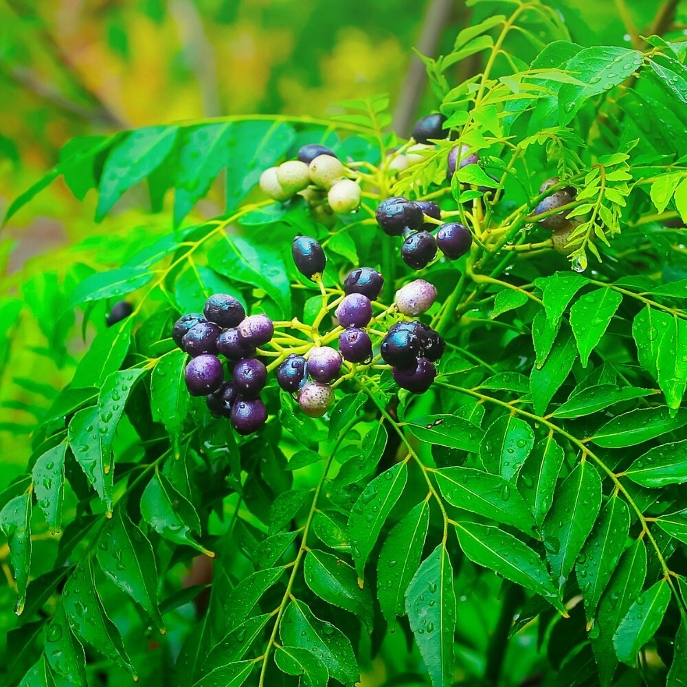 10 +Indian Curry Leaves Seeds For Plant Kadi Patta Murraya Organic