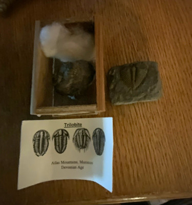 Trilobite Fossil Specimen w/ Label Card, Atlas Mountains Morocco, Devonian Age