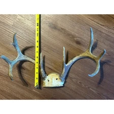 Deer Antler and Partial Skull Wall Mount