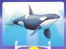 Killer whale Sea Creatures Card Cards Learning Educational DAISO Japan Japanese