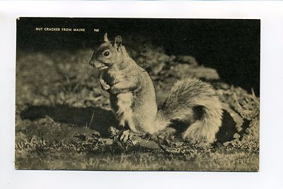 PM Rangeley ME Maine 1940 Squirrel Nut Cracker, cute message, vintage postcard