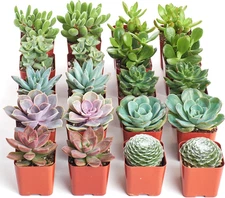 Shop Succulents Assorted Succulent Plant Pack Bulk Collection - Live Mini Succul