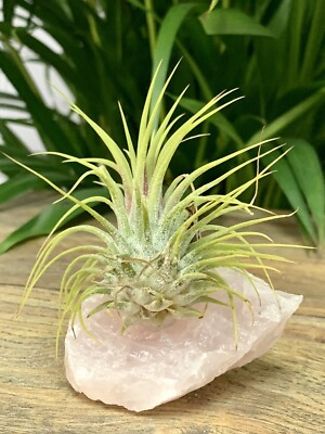 Rose Quart Air Plant Crystal Tillandsia Gemstone Specimen Table Home Decor St
