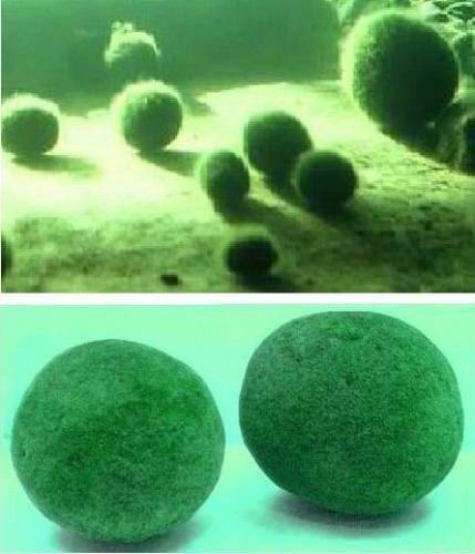 Baby Marimo Moss Balls FAST GROWING Aquarium Plants Against Alga