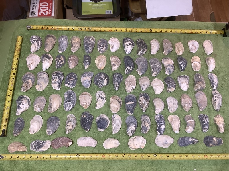 Lot of 79 Atlantic Oyster Shells 3 To 4 Inch Long Craft Art Collect￼
