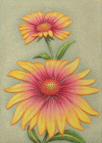 Arizona Sun Blanket Flower, ACEO Art Original, Color Pencil, Signed, 2.5x3.5 In