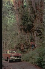 Photochrome World's Largest Red Cedar Olympic National Park WA Postcard