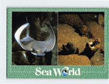Postcard Bat Rays & Moray Ells At Sea World Orlando Florida