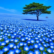 1000+ BABY BLUE EYES SEEDS 🌸 CALIFORNIA WILDFLOWER GROUND COVER | FREE SHIPPING