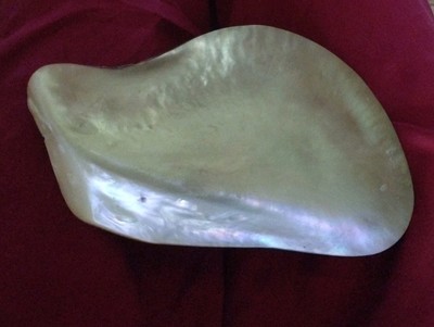 Collectable Specimen Brown Lip Oyster Shell Natural Pearlized 7''X4'' Rare Radiant